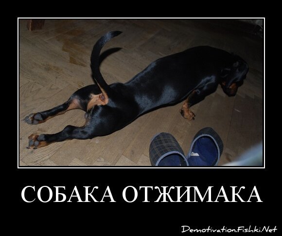 СОБАКА ОТЖИМАКА