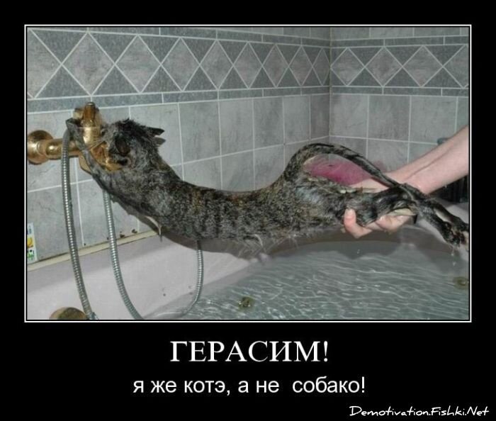 Демотиватор