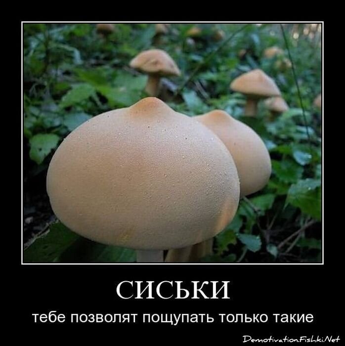 Демотиватор