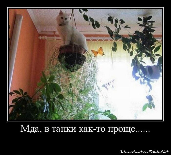 Демотиватор