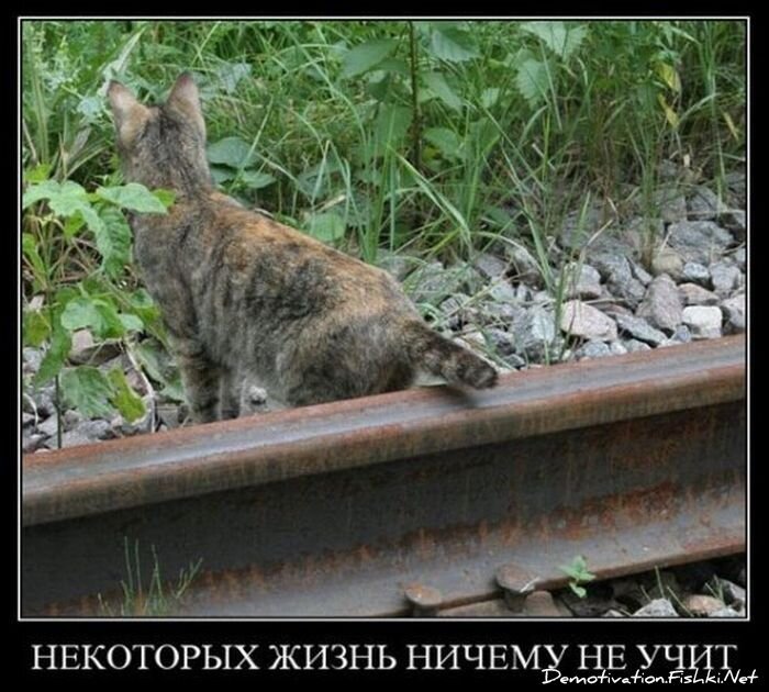 Демотиватор