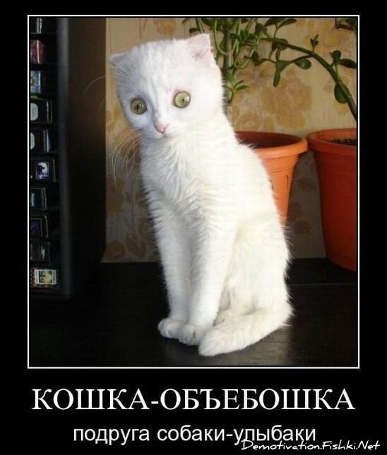 Демотиватор