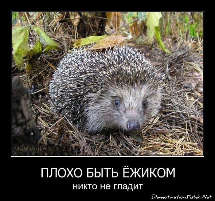 Демотиватор