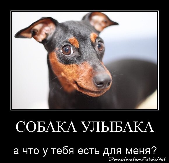 Собака улыбака