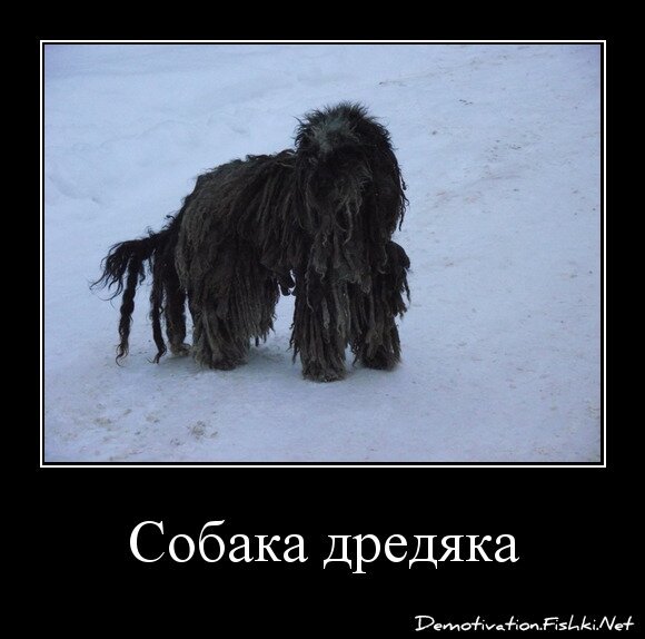 Собака дредяка