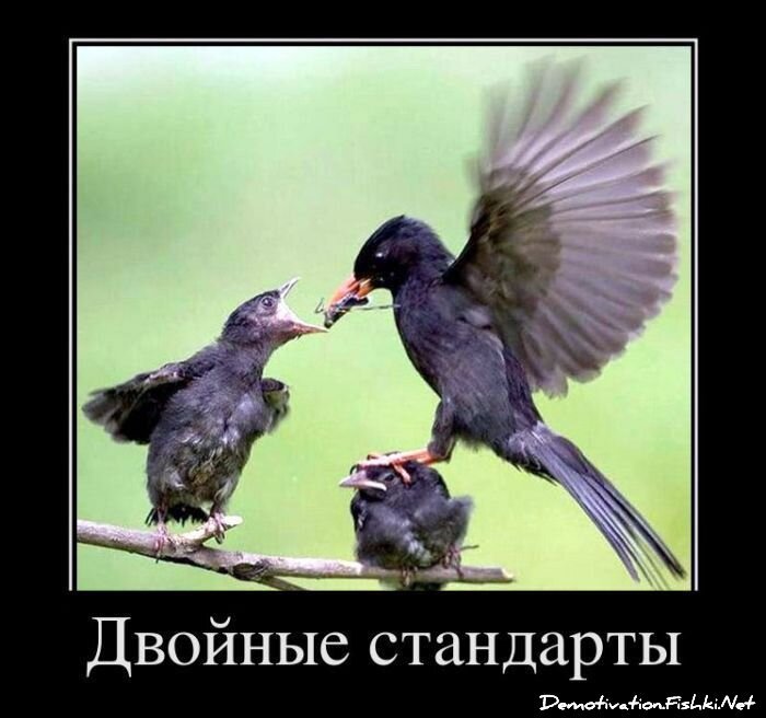 Демотиватор