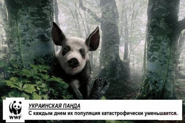 Фотожесть