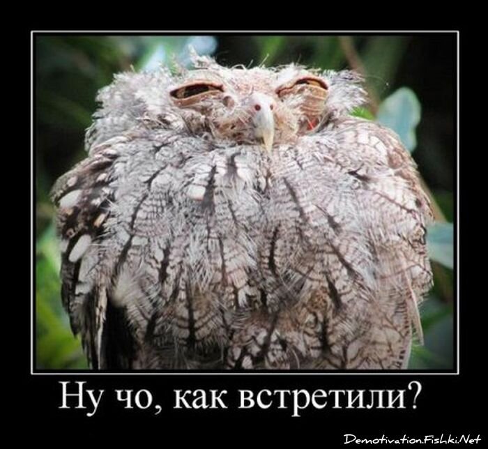 Смешной демотиватор от zubrilov за 13.01.2012 №99753