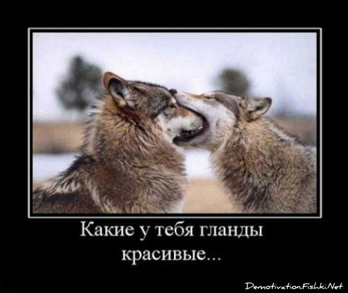 Смешной демотиватор от zubrilov за 13.01.2012 №99766