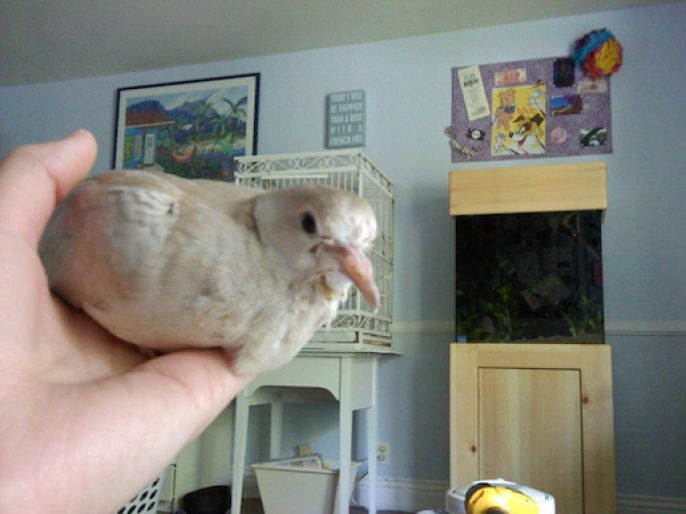 Reddit User HideeDeekee Shows Us The First 30 Days In The Life of a Dove