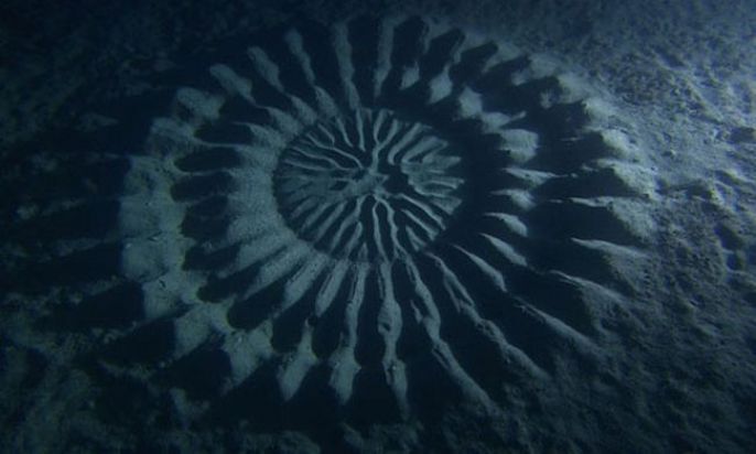Mysterious Seafloor Pattern and Camouflage Fish 