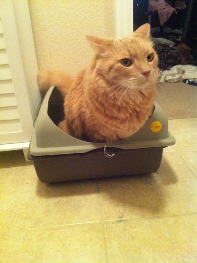 Hilarious Derpy Cats of Tumblog