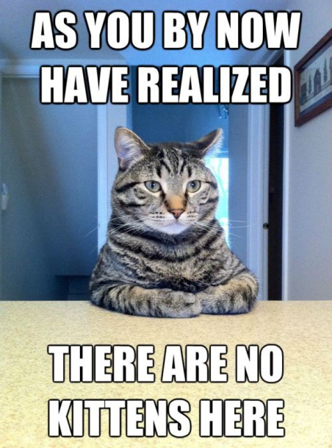 Chris Hansen Cat Meme: This Cat is Serious Business