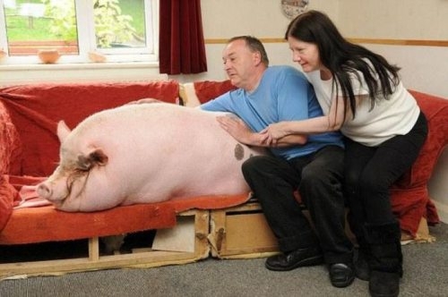 Family pet pig is huge 