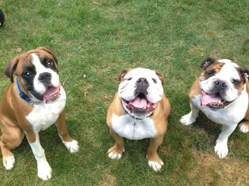 Derpy, awesome, and adorable dogs: BEST DOGGIES EVER!