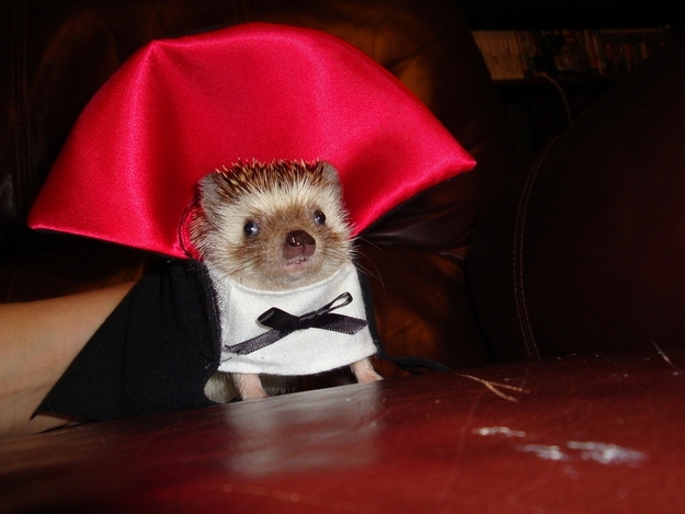 Have a Hedgehog Halloween!