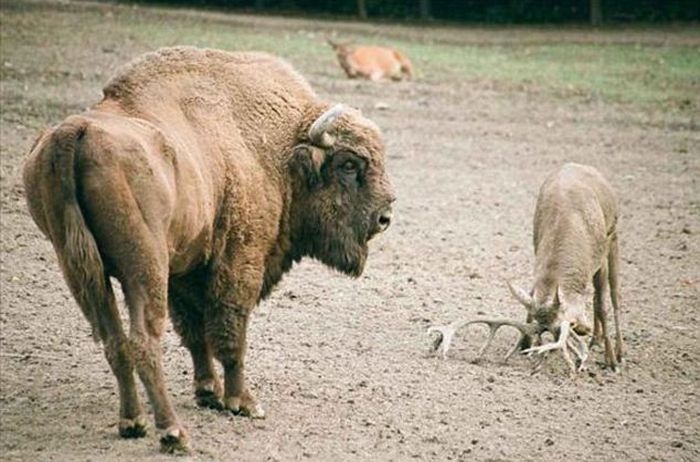 Deer Attacks a Bison