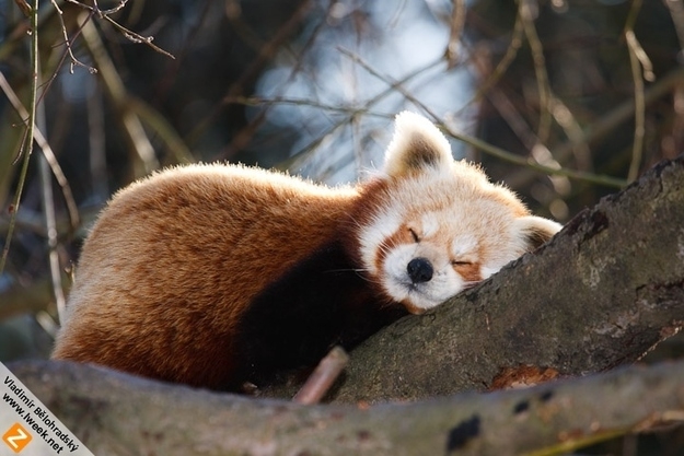 Cuteness ALERT!!! Red Pandas Taking Naps.