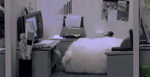 [GIFs]Adorable Animals Doing People Jobs