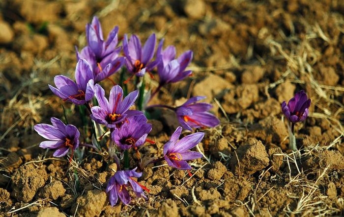 Saffron: One of the Most Expensive Spices in the World 