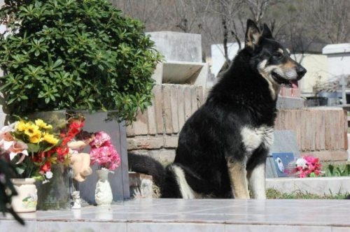 Loyal German Shepard sits by his former master’s grave 