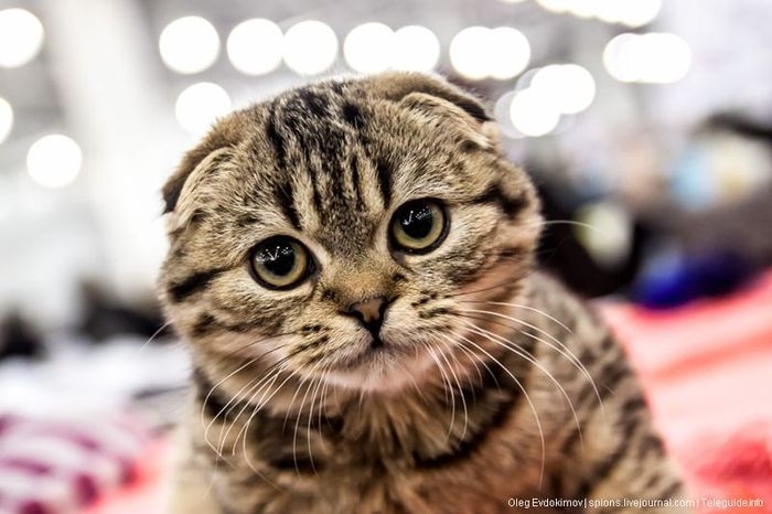 Cat Show 