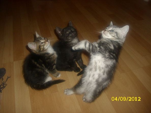 Breakdancing Kittens