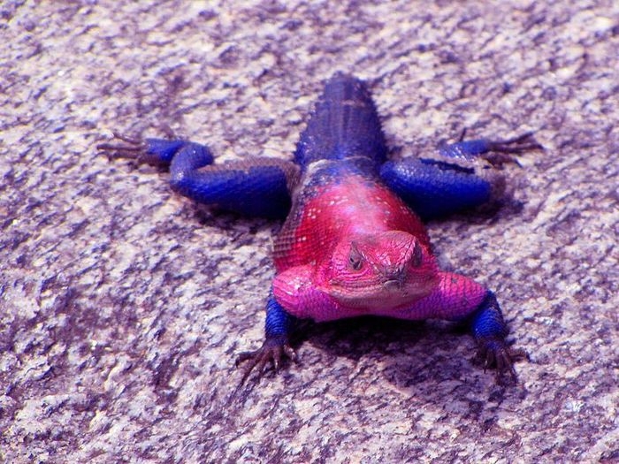 Lizard that Looks Like a Spiderman 