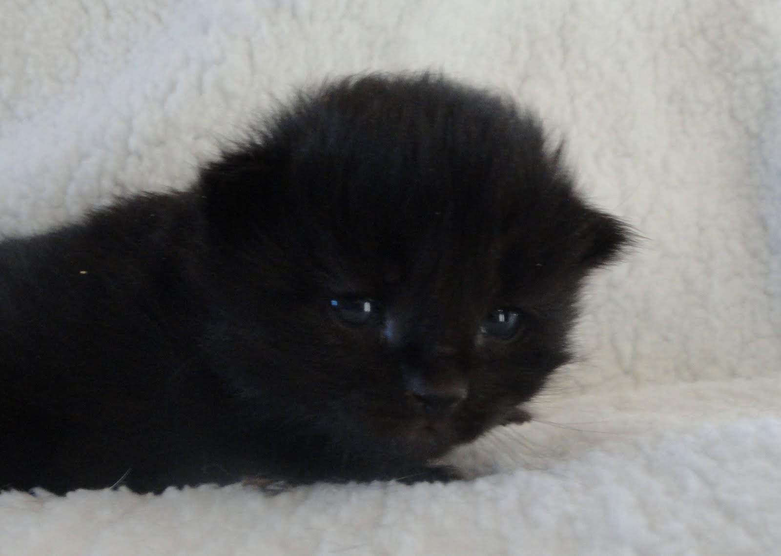 This Kitten So Black!