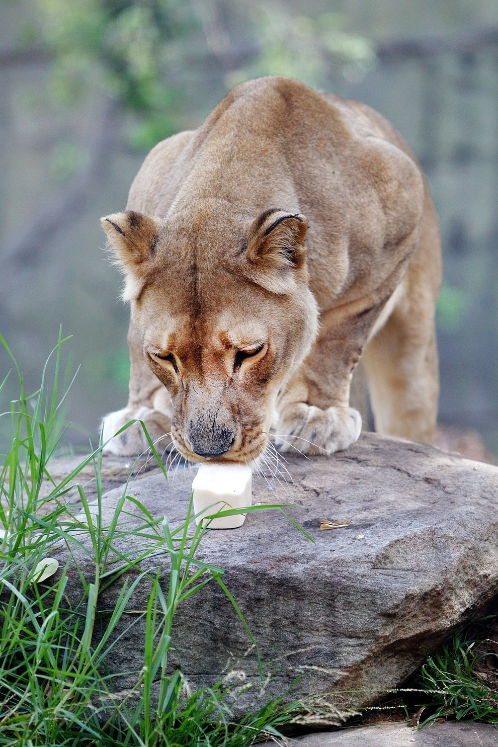 Australian Zoo Animals Are In For a Treat