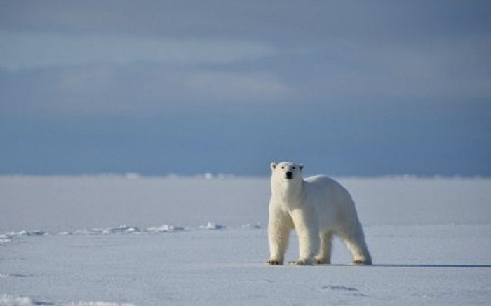 Polar Bear Attacks 