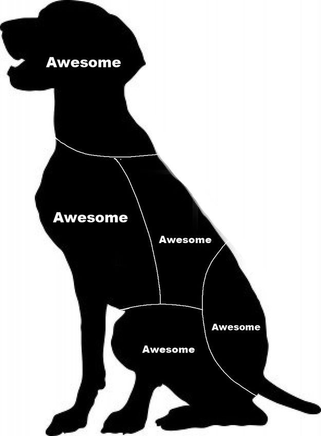 Cat Petting vs. Dog Petting: And the Winner Is…
