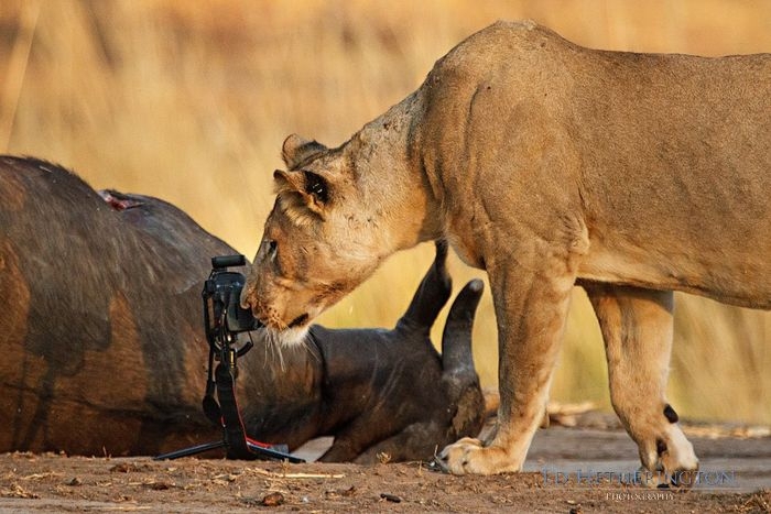 Photographer Has His Canon Kidnapped and Killed by a Lion