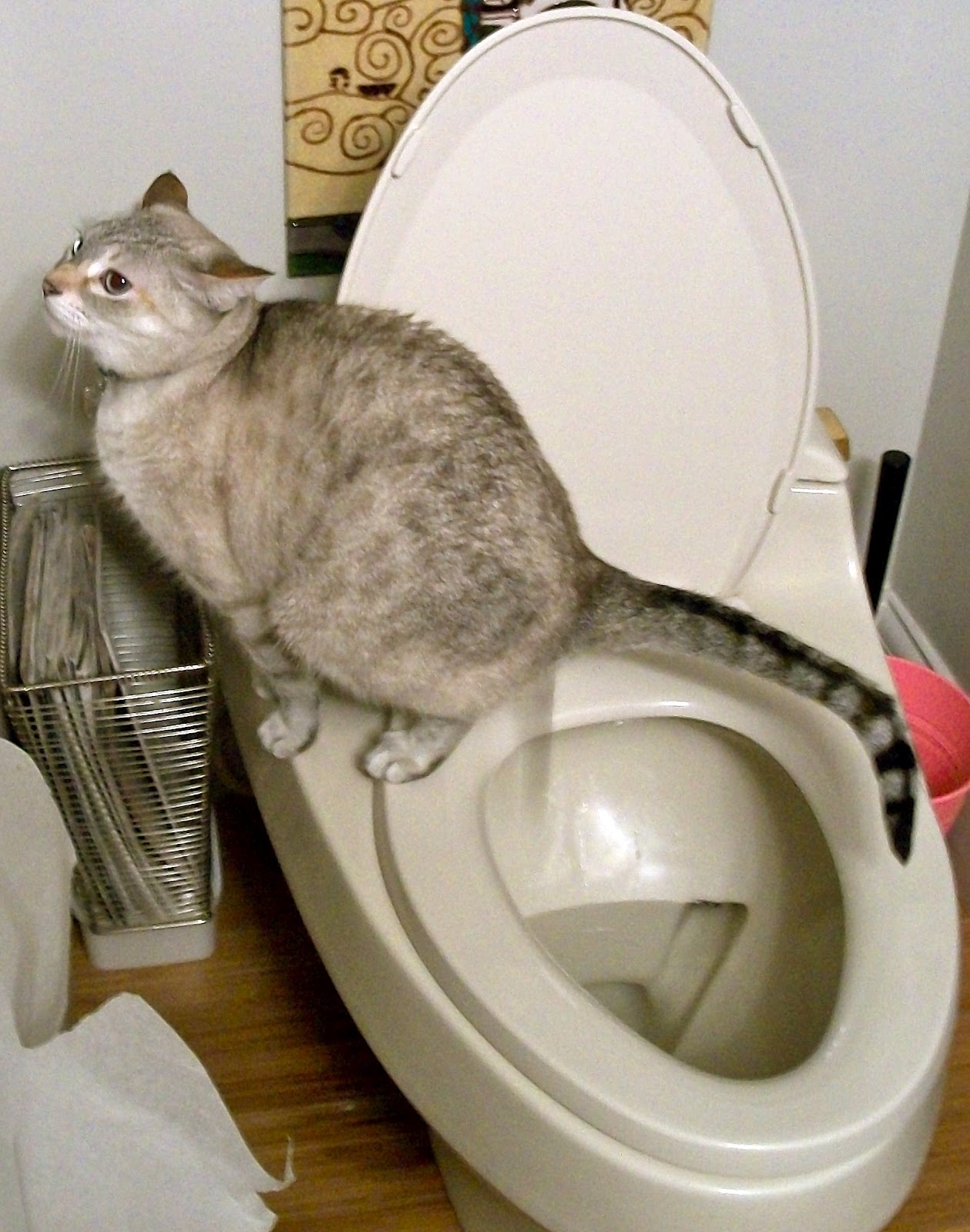 Most Adorable Toilet Using Cats!