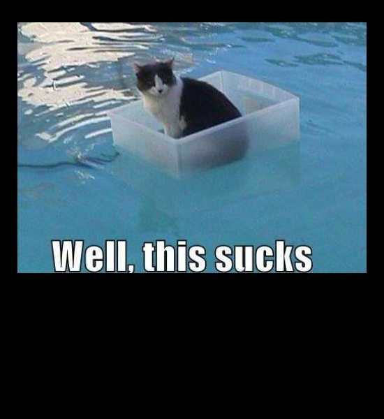 Animals stuck in bad situations = Funny for Humans. 