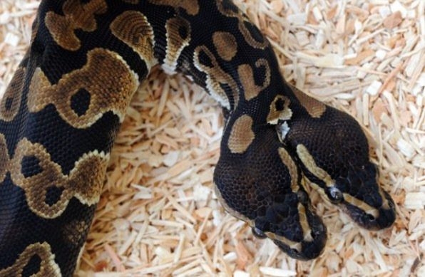 Two Headed Royal Python 