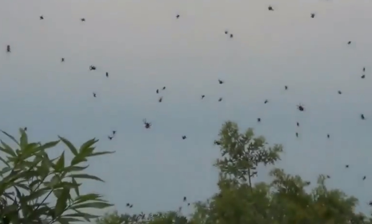1000 Of Spiders Are Raining Down On People In Brazil!