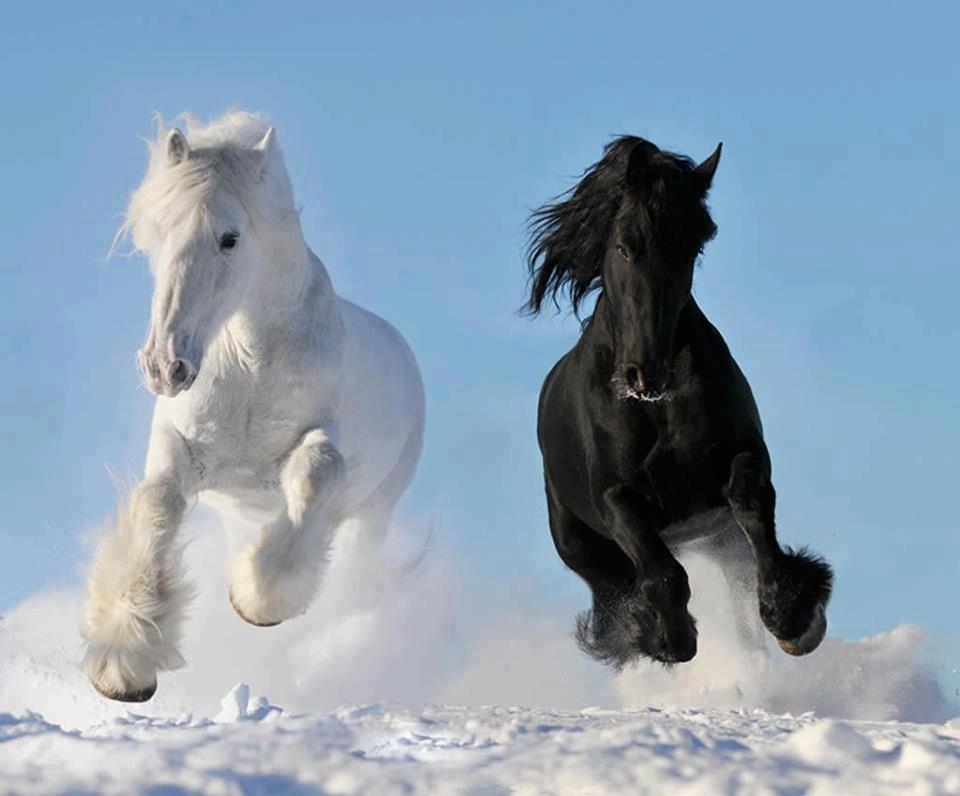 Horsies Like To Play In The Snow Too!