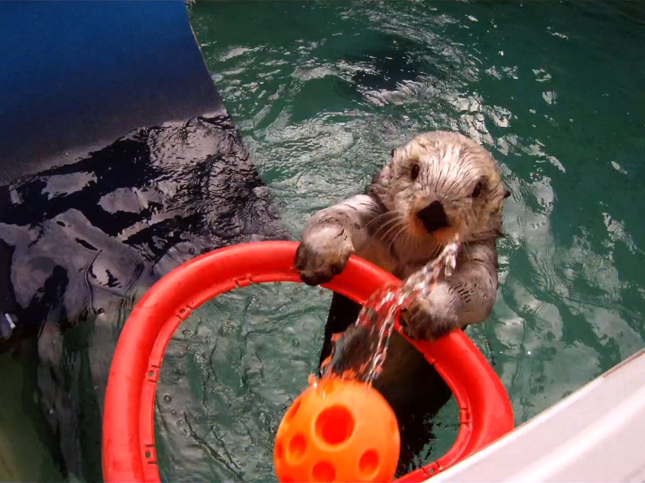 Ever Seen a Sea Otter Dunk? Do you want to?
