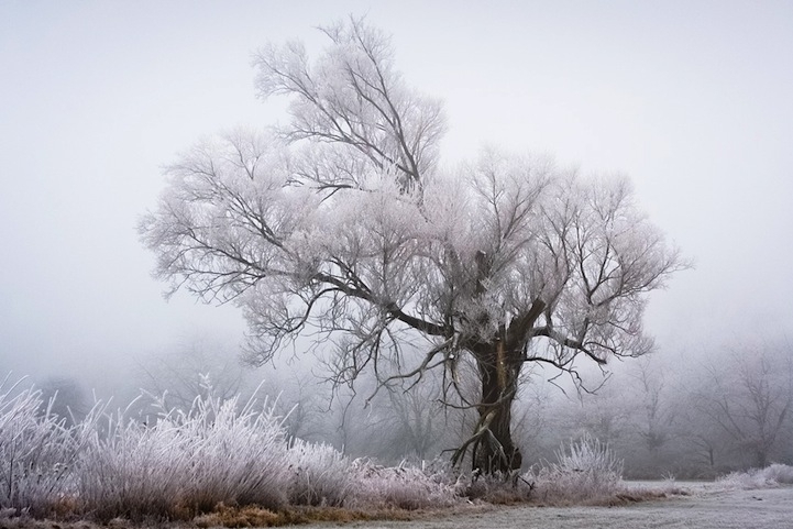 Hauntingly Beautiful Frosty Winter Trees 