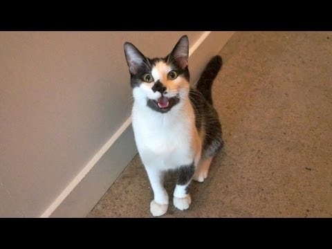 8 Signs That Your Cat Is Actually A Dog (Video)