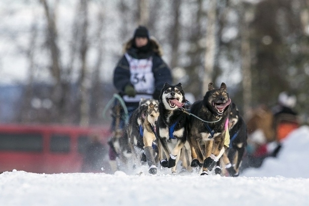 Iditarod Racing Dogs Are Excited To Race!