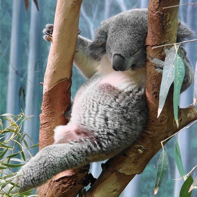 The Cutest Sleepy Animals That Will Make Your Day!