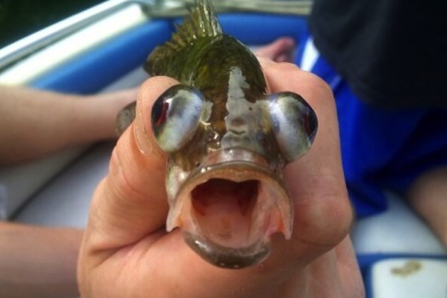  Funniest Fish on the Web