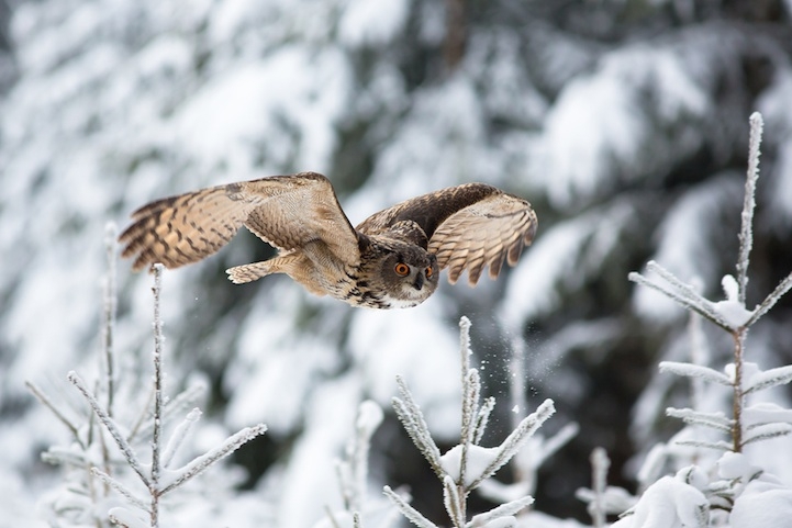 Magnificent Photos of Owls in Flight