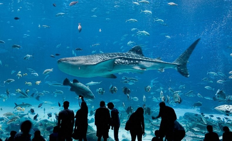 Georgia Aquarium: The Largest Aquarium in the World