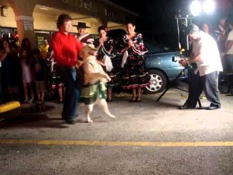 Impressive Dancing Meringue Dog