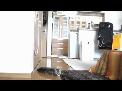 This Cat Is An Impressive Goalie (video)