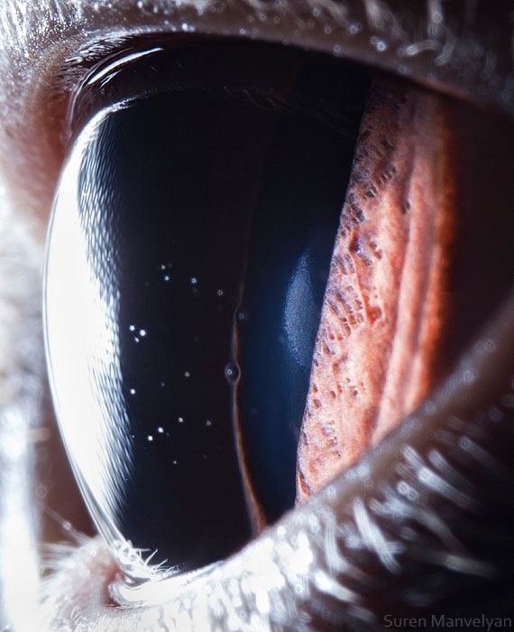 Amazing Animal Close-Up Eye Photography By Suren Manvelyan