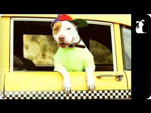 The Fresh Pup of Bel-Air